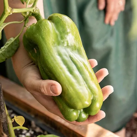 Pine Cone Loft On Baden-baden's Panorama Trail * Baden-Baden