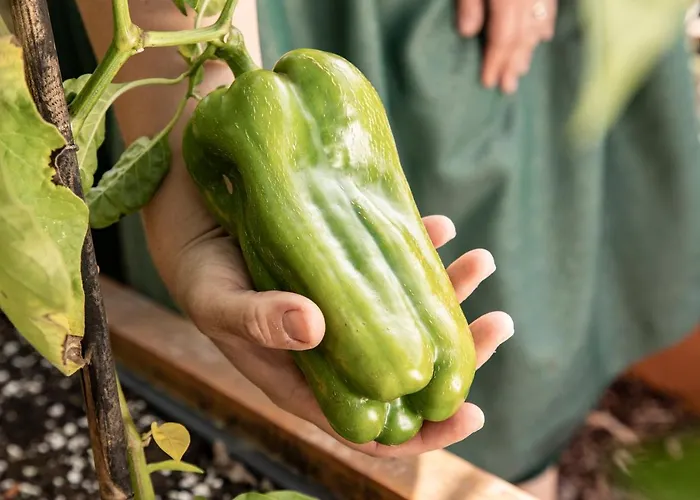 Pine Cone Loft On Baden-baden's Panorama Trail * Baden-Baden